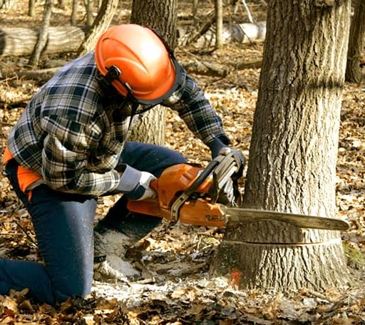 Tree Removal in Fairfax, OK